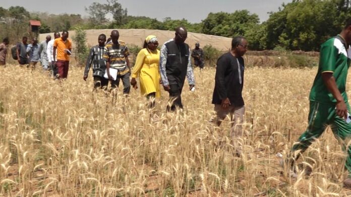 Burkina production semence blé