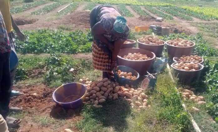 Culture Pommes de terre Burkina