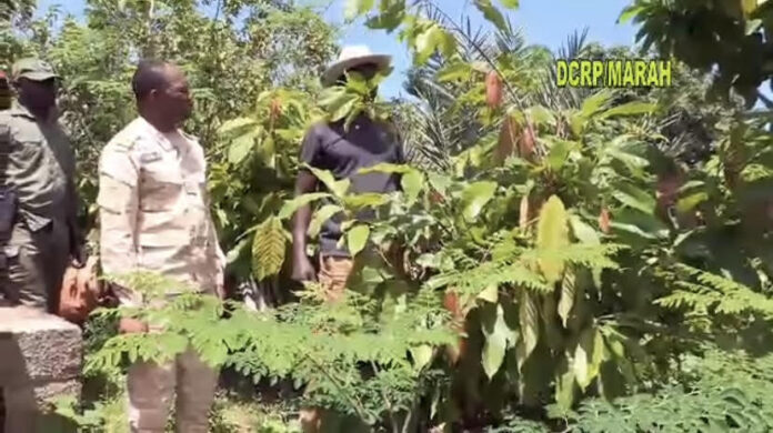 Burkina agriculture plantation cacao