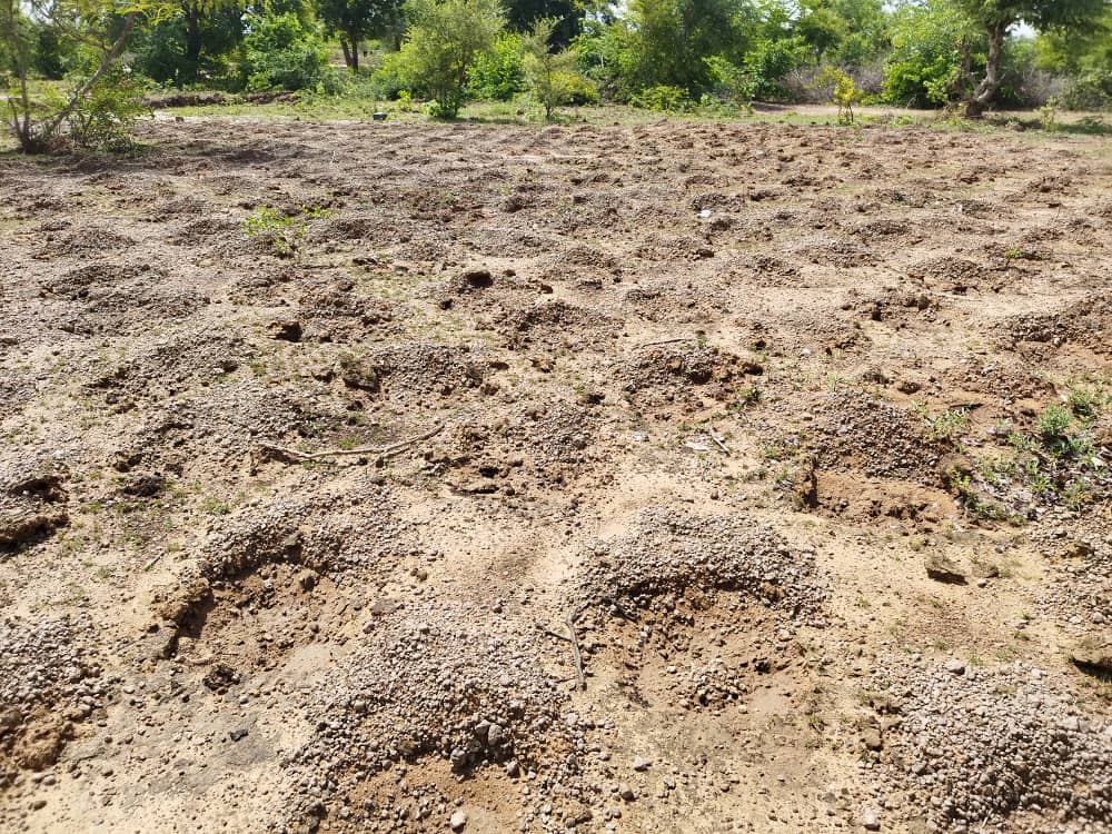 Une partie de la ferme fraîchement semée la veille