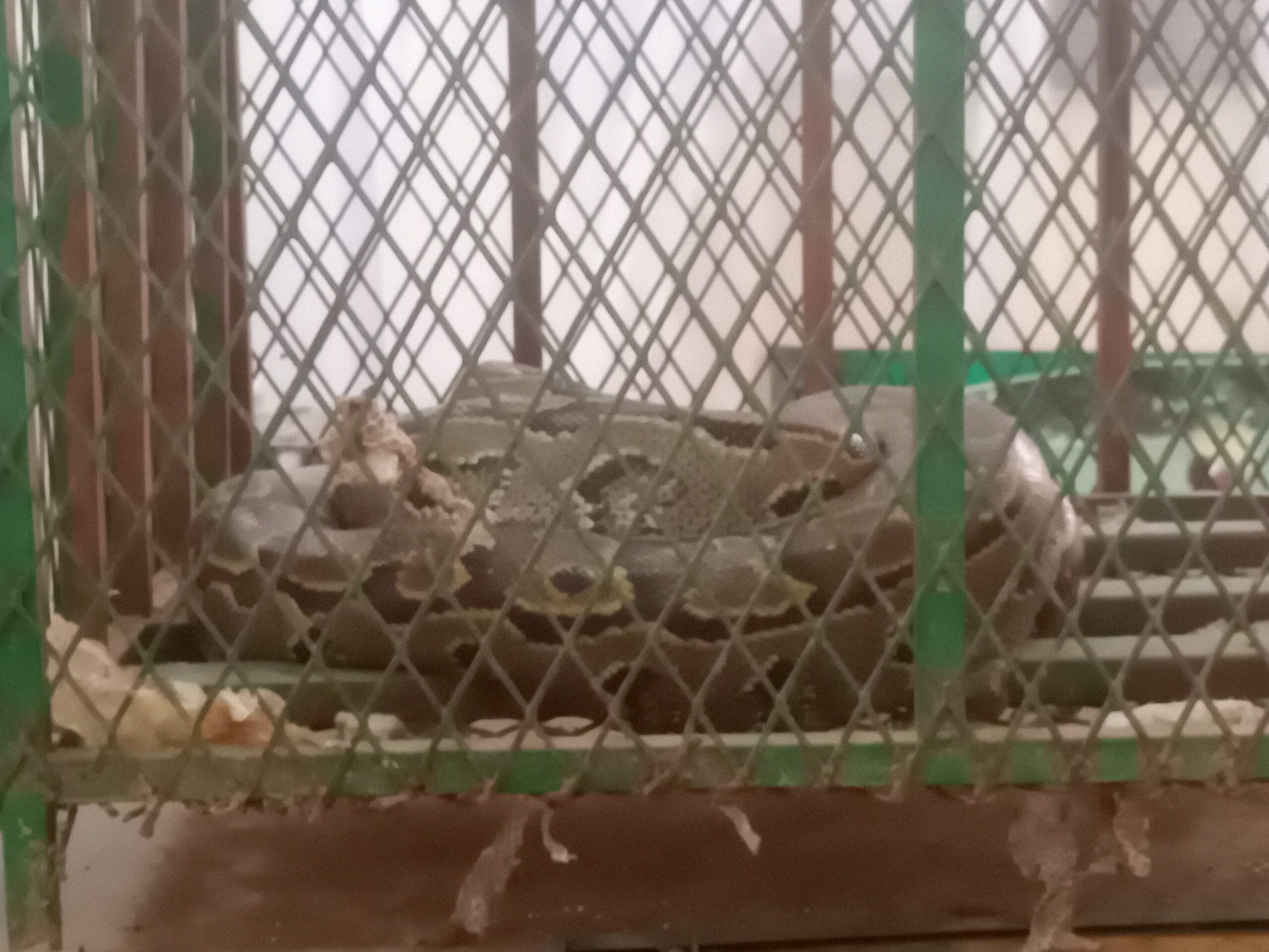Le python de Seba dans le stand du parc Bangr-wéogo