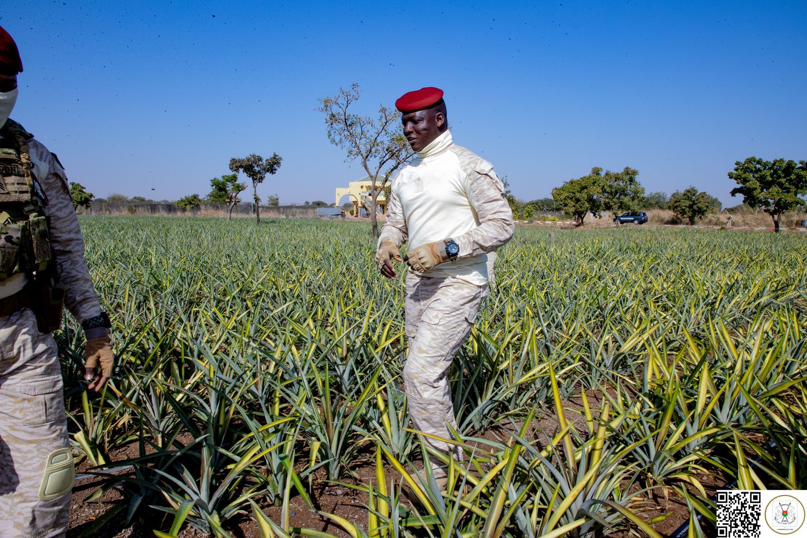Le Chef de l'Etat, le Capitaine Ibrahim Traoré, visitant un champ d'ananas expérimental du Camp Naaba Koom 2 Koom 2