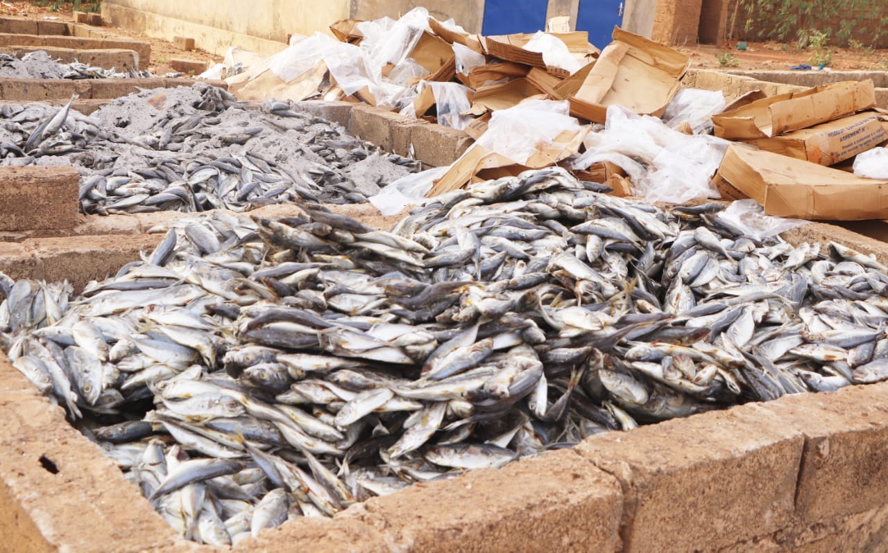 destruction poissons impropres consommation